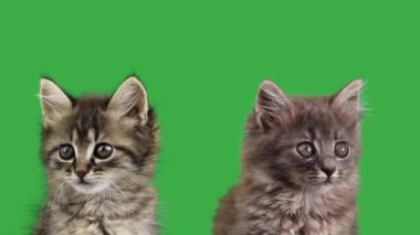 Yeşil ekranda iki kedi yavrusu