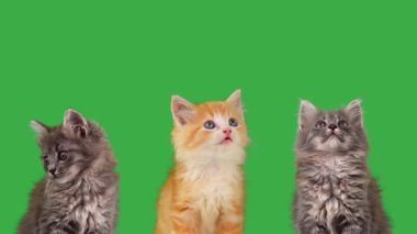 Yeşil ekranda üç kedi yavrusu