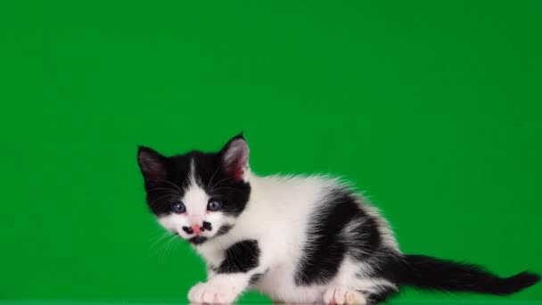 Ασπρόμαυρη Γάτα Γλείφεται Γλώσσα Στην Πράσινη Οθόνη Αργή Motian — Αρχείο Βίντεο