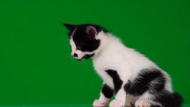 고양이는 화면에 성가신 Meows — 비디오