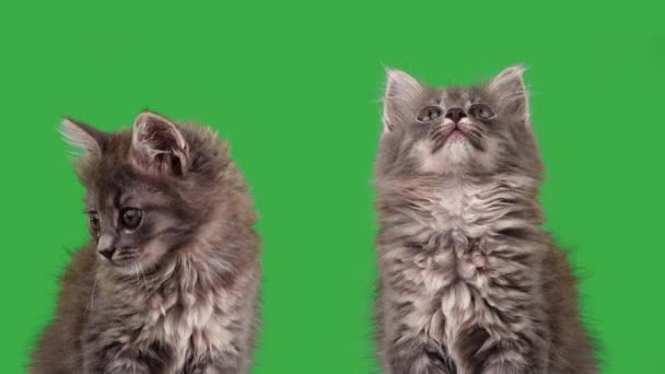 Dvě Koťátka Zelené Obrazovce — Stock video