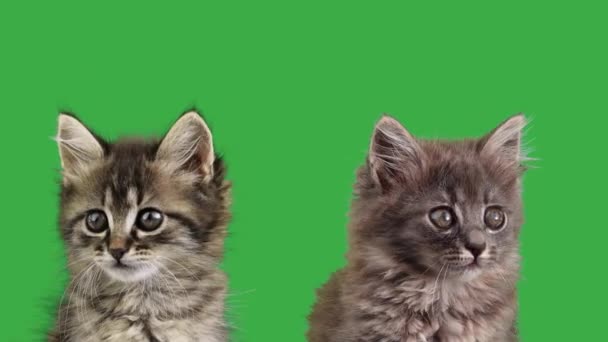Two Kittens Green Screen — Stock Video