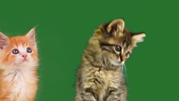 Дві Кошенята Зеленому Екрані — стокове відео