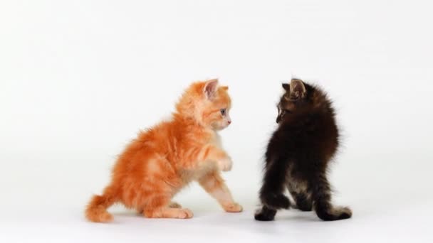 Két Cica Játszik Egymással Egy Fehér Képernyőn Lassított Felvétel — Stock videók