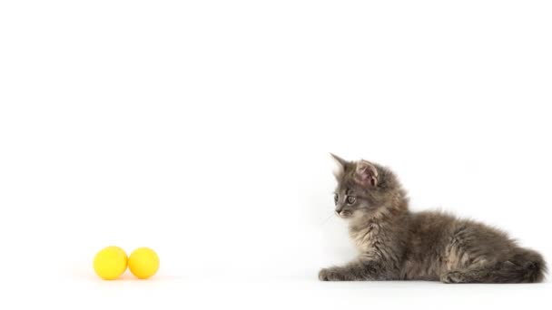 Kätzchen Spielt Mit Bällen Auf Weißem Hintergrund — Stockvideo