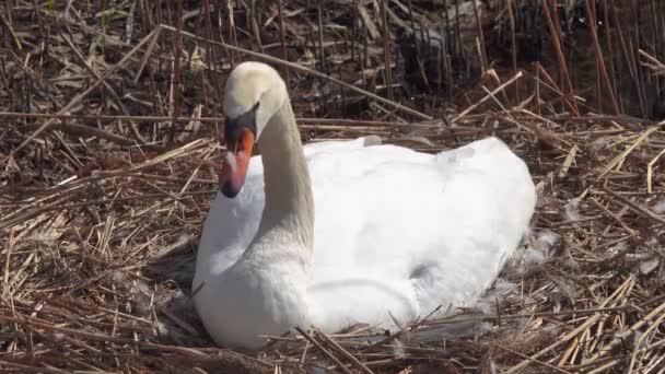 女性の白い白い白い白鳥は湖のリードの巣の上に座っています — ストック動画