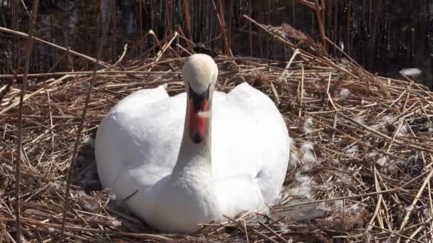Самка Белого Лебедя Сидит Гнезде Тростнике Озере — стоковое видео