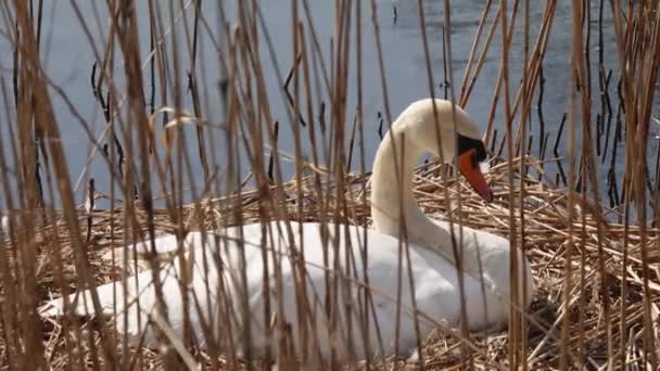 Samica Biały Łabędź Siedzi Gnieździe Trzciny Jeziorze — Wideo stockowe