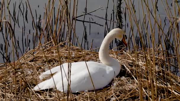 Vrouwelijke Witte Zwaan Zit Een Nest Het Riet Het Meer — Stockvideo