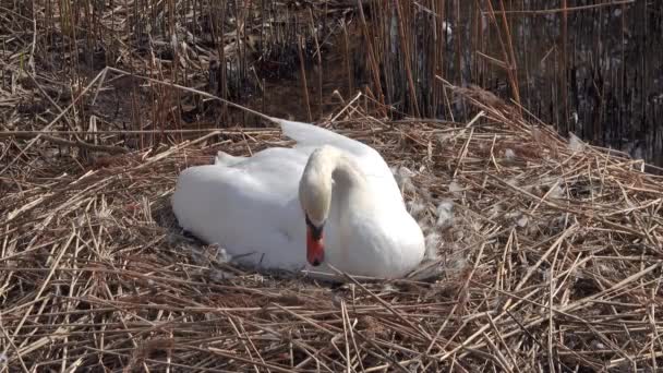 Female White Swan Sits Nest Reeds Lake — Stock Video