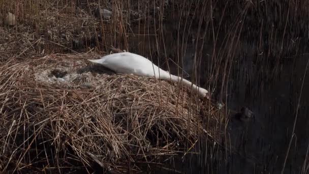 Белый Лебедь Гнезда Яйцами — стоковое видео