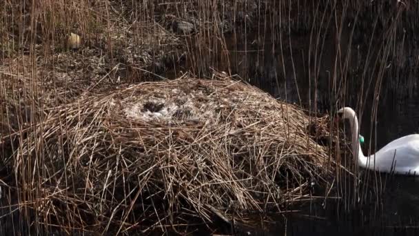 Witte Zwaan Bij Het Nest Met Eieren Het Meer — Stockvideo