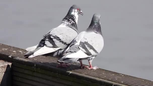 Mating Season Pigeons Wild — Stock Video