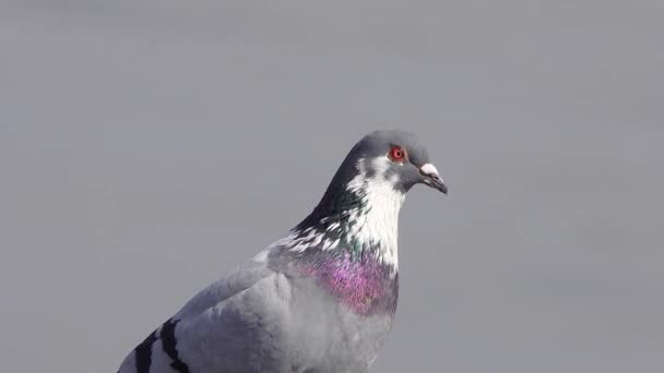 在模糊的灰色背景上的美丽的灰色鸽子的肖像 — 图库视频影像