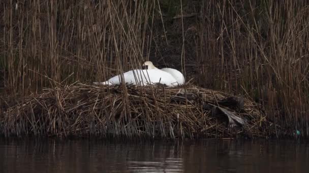 女性の白い白い白い白鳥は湖のリードの巣の上に座っています — ストック動画