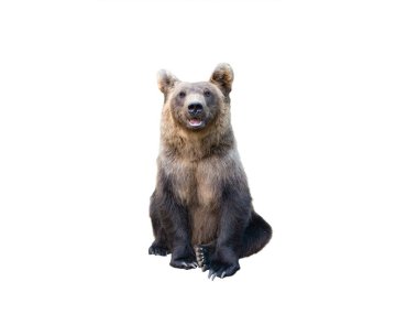 Beyaz arka plan üzerinde izole kahverengi ayı
