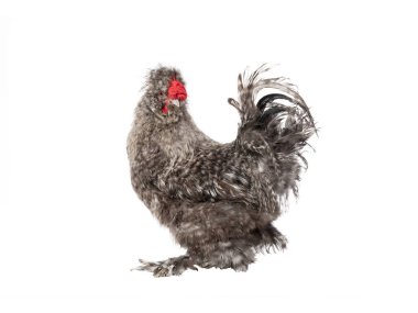 Gri horoz beyaz bir arka planda izole