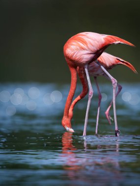 Kızıl flamingolar gölün kıyısında yiyecek arıyorlar.