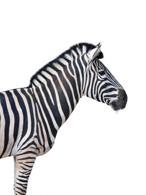 Güzel ve temiz zebra beyaz arka planda tek başına duruyor.