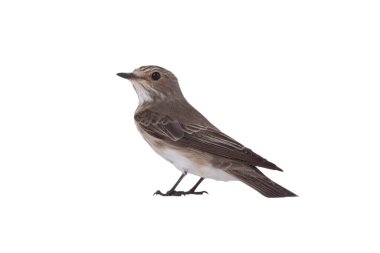 Görülen sinek avcısı beyaz arkaplanda izole edildi