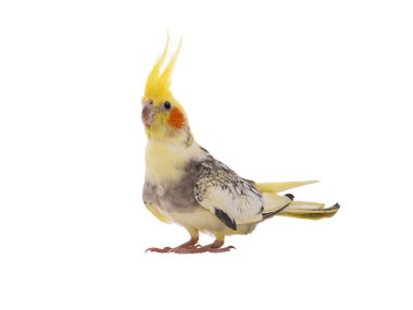 Papağan (Nymphicus hollandicus) beyaz arka planda izole edilmiş.