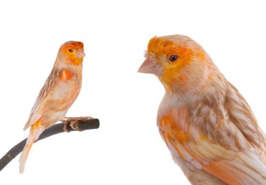 beyaz arkaplanda izole edilmiş kanarya portresi