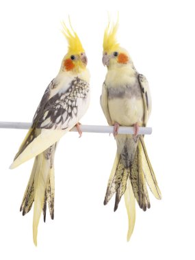 iki papağan (Nymphicus hollandicus) beyaz arka planda izole edilmiş bir papağan.