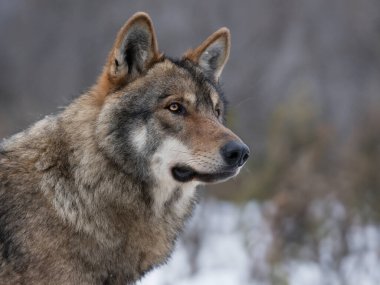 portrait of a gray wolf on a blurred background clipart