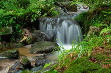 Ormandaki dağ şelalesi