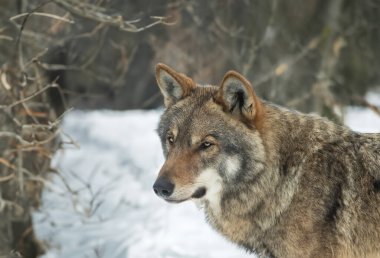 portrait of a gray wolf on the background of the forest clipart