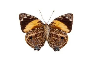 Beyaz bir arkaplanda yalıtılmış güzellik kelebeği (İzmir blomfildia).