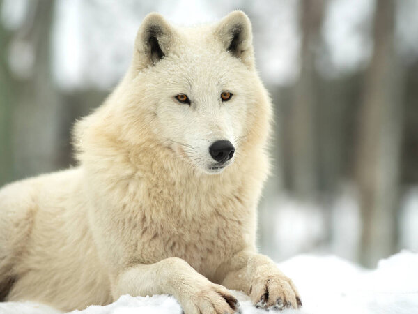 Polar white wolf lies on the background of the forest