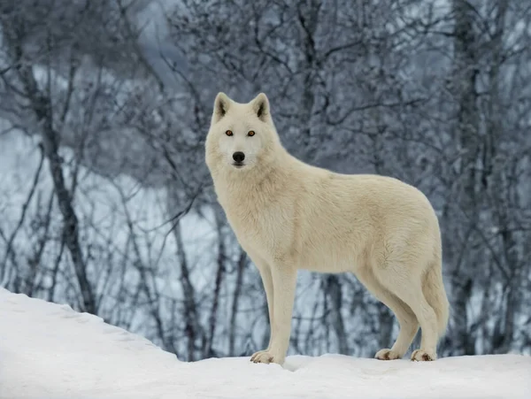 北極のオオカミは森の背景に立っています — ストック写真