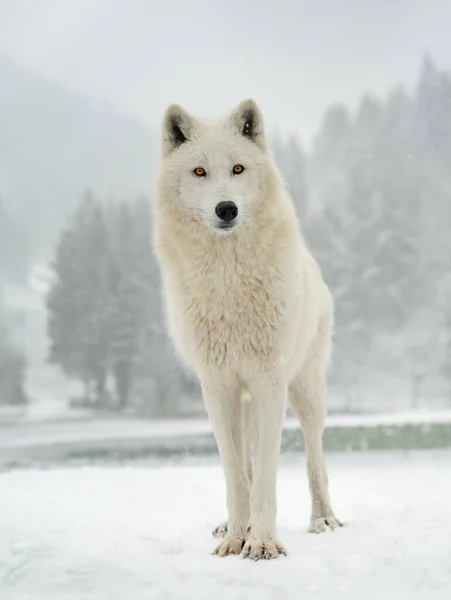 Lobo Polar Fica Fundo Floresta — Fotografia de Stock