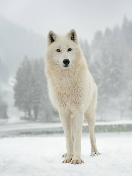 Polar wolf stands in the background of the forest