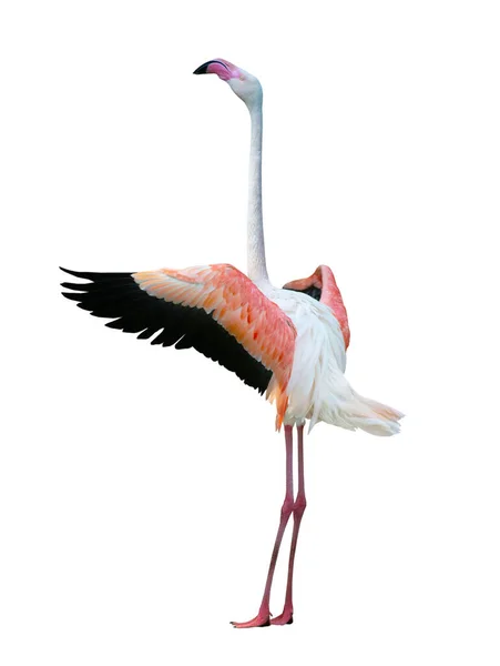 Flamingo Med Utsträckta Vingar Isolerade Vit Bakgrund — Stockfoto