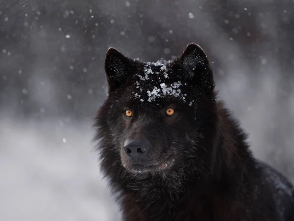 Канадский Волк Идущий Через Лес Время Снегопада — стоковое фото