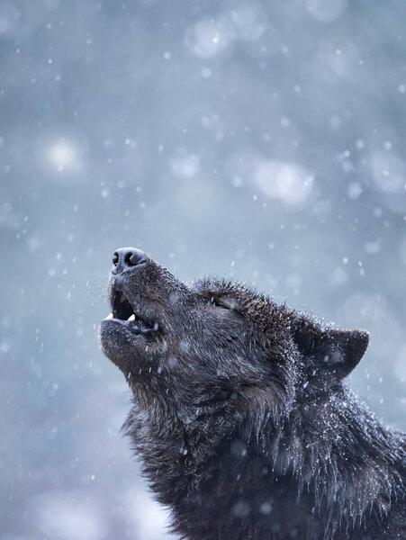 Howling canadian wolf in winter against the background of snowing.
