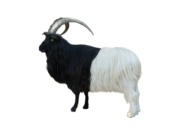 Koza Czarna Valais Izolowana Białym Tle — Zdjęcie stockowe