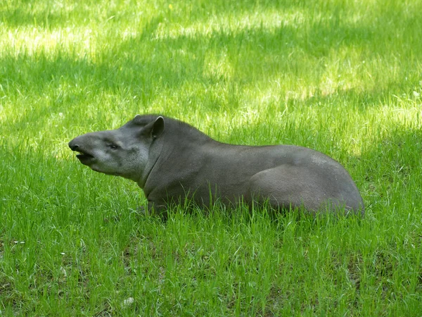 Tapir Ombre Reposant Dans Pâturage — Photo