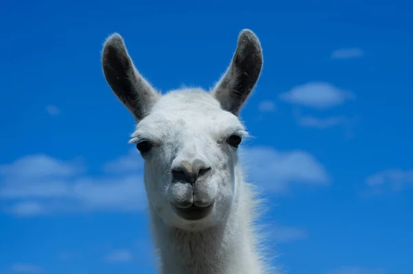 Retrato Lama Blanco Cielo Azul — Foto de Stock