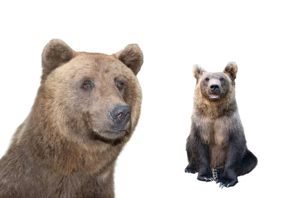 Retrato Urso Marrom Isolado Fundo Branco — Fotografia de Stock