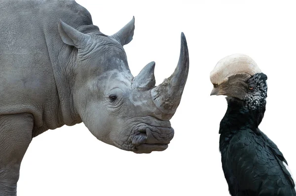 Portrait Rhinocéros Blanc Bec Corne Joues Argentées Isolé Sur Fond — Photo