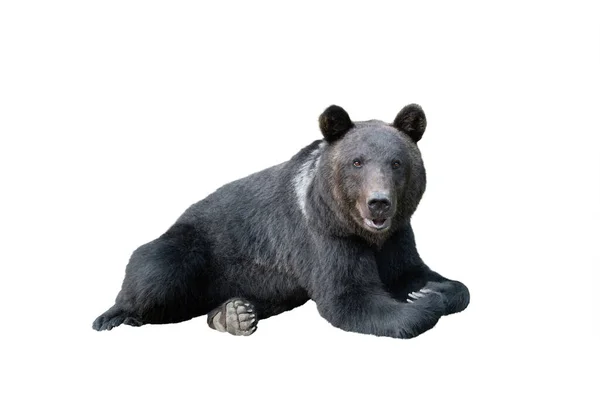 Чорний Ведмідь Лежить Ізольовано Білому Тлі — стокове фото