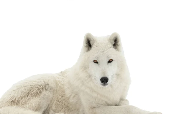Portrét Polární Bílý Vlk Izolovaný Bílém Pozadí — Stock fotografie