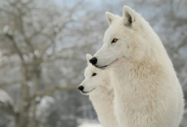 Bílý Polární Vlci Pozadí Lesa — Stock fotografie