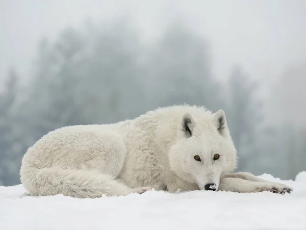 White Polar Wolf Lies Background Forest — Stock Photo, Image