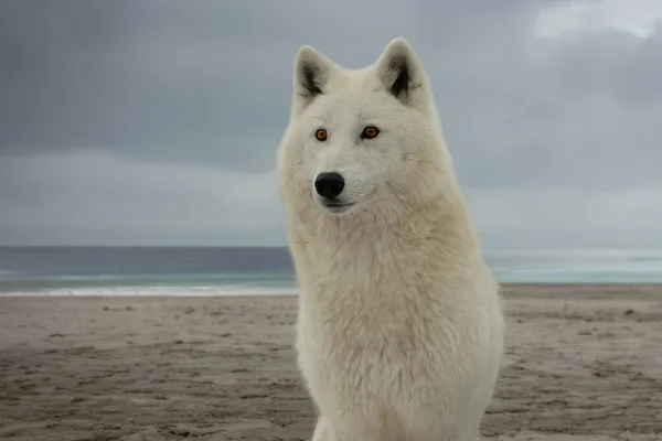 Retrato Lobo Polar Blanco Fondo Costa —  Fotos de Stock