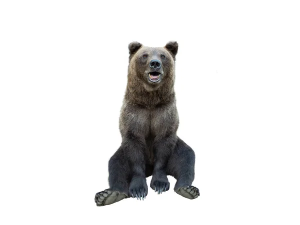 Бурый Медведь Изолирован Белом Фоне — стоковое фото