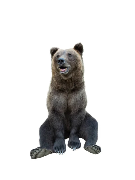Urso Castanho Isolado Sobre Fundo Branco — Fotografia de Stock